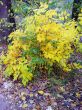 Green and yellow leaves. The fall coming