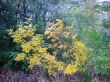 Green and yellow leaves. The fall coming