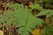 Green fern