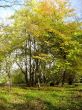 Shiny autumn day in the forest