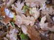 Fallen oak leaves on the ground and the snow
