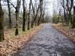 Road in the autumn forest