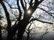 Sun shining through the trees