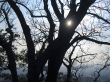 Sun shining through the trees