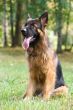  Dog breed german shepherd sitting on the grass