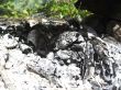 Bonfire and the coals after burning fire