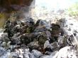 Bonfire and the coals after burning fire