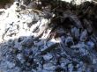 Bonfire and the coals after burning fire