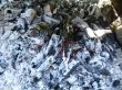Bonfire and the coals after burning fire