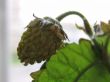 Strawberry on the windowsill