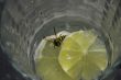 Wasps like martini also.