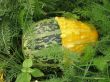 Decorative pumpkin