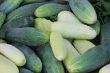 Miscellaneous cucumbers.