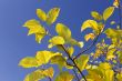 Yellow apple leaves