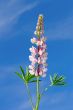 Lupine flower