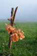 Oak bough