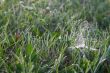 Morning grass