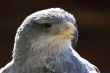 Black-chested Buzzard-eagle