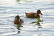 Ducklings