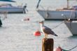 Garda - Lake Garda - Italy