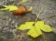 Yellow fallen leaves on the dark ground