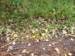 Fallen leaves and green grass. Fall coming