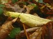 Yellow fallen leaf on the dark ground