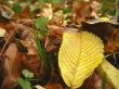 Yellow fallen leaf on the dark ground