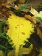 Yellow fallen leaf on the dark ground
