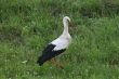Stork 1