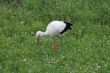 Stork 2