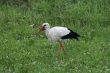 Stork 4