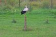 White stork