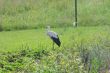 White stork