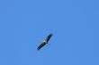 Stork in flight