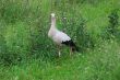 White stork