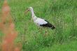 White stork