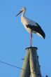 Stork on pole
