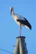 Stork on pole