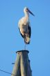 Stork on pole