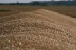 Grain