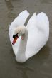 Swan in the lake