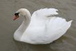 Swan in the lake