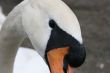 Portrait of a swan
