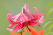 Pink lilly