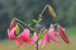 Pink lilly