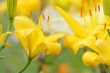 Yellow lilly