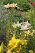 Lillies