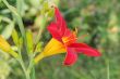Multi-coloured lilly