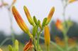 Lily in grass.